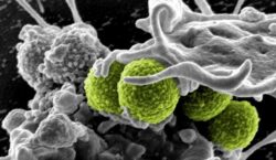 Oficial britanic: Rezistenta la antibiotice este o amenintare globala comparabila cu terorismul