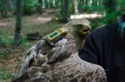Poiectul pentru salvarea acvilei tipatoare mici, aproape de final. Planuri indraznete: concesionare de fond forestier pentru salvarea speciei