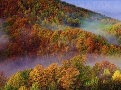 10.00 de copaci plantati la capatul Bulevardului Muncii