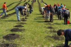 78.750 copacei plantati de voluntari in ultimii doi ani
