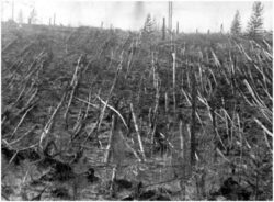 Tunguska, fenomenul care a transformat noaptea in zi si a scos 80 de milioane de copaci din radacini