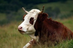 Fermele ecologice mici vor primi sprijin de la Guvern