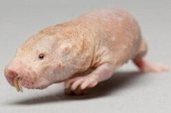 O specie de cartita din estul Africii, cartita cheala, detine secretul longevitatii!