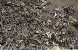Cimitirul cailor de la Brates, o bomba biologica pentru Galati