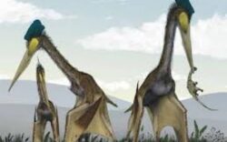 Scheletul unei reptile care a trait in timpul dinozaurilor, gasit in Bazinul Transilvaniei