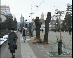 Primaria Iasi are dosar penal dupa ce a taiat 70 de tei de pe un bulevard din oras
