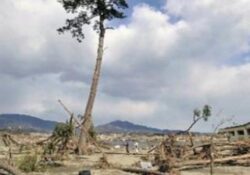Japonezii au transformat in statuie un copac care a rezistat unui tsunami