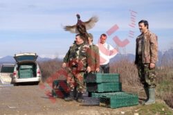Peste 1.700 de fazani au fost lansati in zbor ieri, pe toate fondurile de vanatoare din judetul Gorj