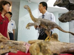 Primele pasari de pe Terra aveau patru aripi, afirma paleontologii chinezi
