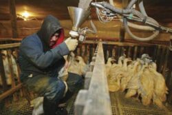Vezi ce se intampla cu pasarile intr-o ferma producatoare de foie-gras!