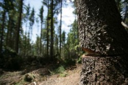 Romania risca sa ramana fara paduri