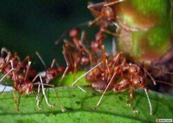 Furnicile ar putea salva lumea de incalzirea globala