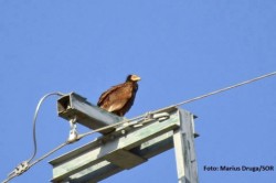Vulturul-hoitar, specie pe cale de disparitie, fotografiat in Tulcea