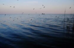 "Asasinate ecologice" la Galati