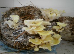 Agricultura ecologica: Cresterea ciupercilor pe paie