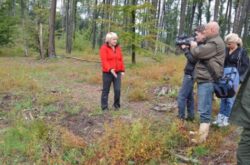 Paduri intregi au disparut din muntii Padurea Craiului