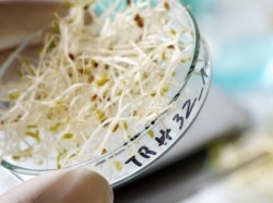 Fiintele modificate genetic vor fi eliberate in natura