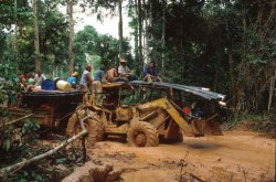 Ritmul distrugerii junglei amazoniene, in crestere cu 28%