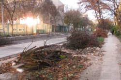 Garda de Mediu a amendat Primaria Timisoara pentru taieri ilegale de copaci