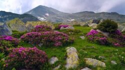 Ce inseamna sa fii nascut intr-un sit Natura 2000? Campania InfoNatura2000 la final.