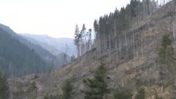 Trei mii de hectare de padure defrisate ilegal in Arges
