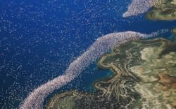 Lacul din Kenya invadat de o colonie intreaga de pasari Flamingo roz