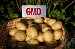 Liber la organisme modificate genetic, din 2015?