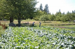 Baciu, LAPAR: Romanii au compromis termenul "agricultura ecologica". Avem 4.400 de ferme, in Europa sunt 400