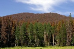 Doina Pana: Avem prevazute 29.741 hectare pe care se vor derula lucrari de regenerare a padurilor, in 2014