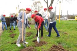 Tinerii social-democrati vor sa planteze un hectar de padure in Brasov