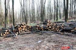 Trei hectare de padure dispar in fiecare ora. Cele mai furate judete: Arges, Harghita, Mures si Prahova