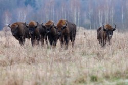 WWF-Romania si Rewilding Europe pregatesc cel mai mare eveniment de reintroducere de zimbri din Europa