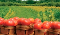 A fost majorat plafonul maxim alocat pentru platile in sectorul de agricultura ecologica