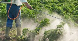 Pesticidele, inamicul ascuns din alimente