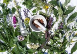 Romania va avea primul ghid al plantelor salbatice in limba engleza. Va contine 1000 de specii ce cresc la noi si va fi util pentru medicina alternativa