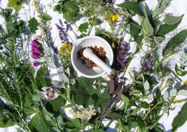 plante_medicinale_2 România va avea primul ghid al plantelor s?lbatice in limba engleza. Va contine 1000 de specii ce cresc la noi si va fi util pentru medicina alternativa