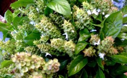 Busuiocul, planta aromatica cu multiple avantaje pentru sanatate