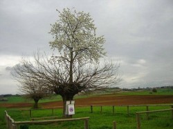 Din minunile naturii: Copacul care creste mare in varful altui copac