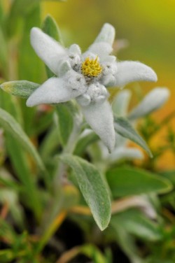 Floarea-de-colt, regina Carpatilor