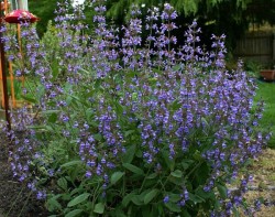 Stimularea memoriei si capacitatii de concentrare cu ajutorul plantelor