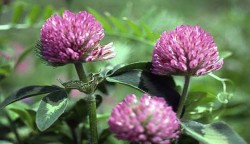 Trifoiul rosu, util in detoxifierea organismului