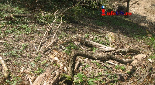 655x360xCheile-Garlistei-masacru-72-655x360.jpg.pagespeed.ic.M5Tqbmp-AA Primele urmari ale dezastrului ecologic din Cheile Garlistei: tone de pamant adus de ape peste garlisteni