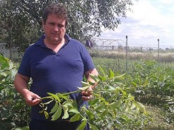 Afacerea cu nuci in Romania. Ing. Iosif Kiss: ”Un hectar de livada de nuc facut ca la carte genereaza un venit de minim 10.000 de euro pe an”