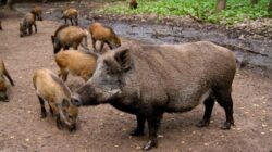 Porci mistreti radioactivi, la aproape 3 decenii de la dezastrul nuclear de la Cernobal