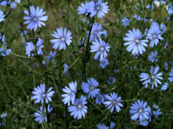 Cicoarea, energizant natural subevaluat