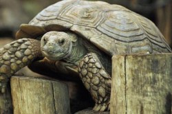 Ultimul exemplar de testoasa din specia disparuta "Geochelone Abigdoni" expus la New York