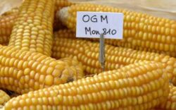 Organismele modificate genetic – le consumam zilnic, cu efecte dezastruoase asupra sanatatii