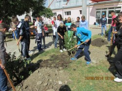 Elevii Liceului Tehnologic Agricol Bistrita planteaza pomi „pentru pace” in curtea scolii