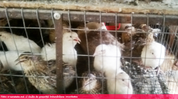 Carnea si ouale ecologice produse in Moldova imbunatatesc imunitatea si te scapa de chelie