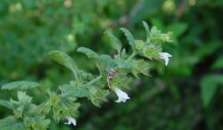 Melisa, una dintre cele mai utilizate plante, imbunatateste memoria